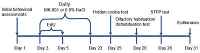 Chronic exposure to MK-801 leads to olfactory deficits and reduced neurogenesis in the olfactory bulbs of adult male mice